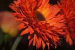 DSC00399.jpg