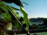 Bud10a.JPG