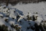 IMG_0358.jpg