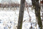 IMG_0365.jpg