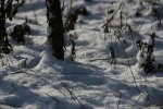 IMG_0370.jpg