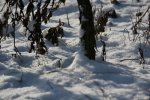 IMG_0371.jpg