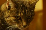 DSC00043.jpg