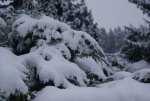 DSC04996_900.jpg
