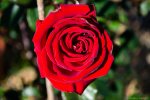 _DSC0004.jpg