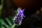 _DSC0037.jpg