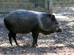 Nabelschwein.jpg