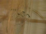 k-IMG_1961.JPG