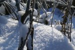 DSC05230_900.jpg