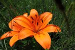 blume 1.jpg