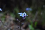 blume 2.jpg