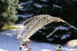 DSC05267_900.jpg