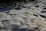 DSC05094.jpg