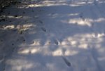 DSC05098.jpg
