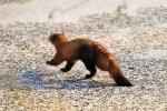 DSC_6751k.jpg