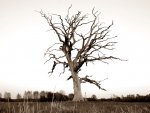 baum_bearbeitet-crop_800x601.JPG