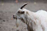 DSC_6976k.jpg