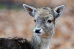 DSC_7092k.jpg