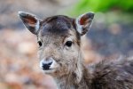 DSC_7103k.jpg