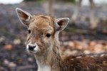 DSC_7175k.jpg