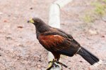 DSC_7315k.jpg