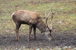 DSC_7570k.jpg