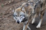 DSC_6934ak.jpg