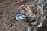 DSC_6936ak.jpg