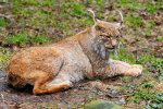 DSC_7426k.jpg
