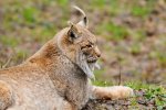 DSC_7448k.jpg