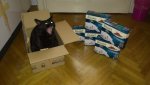 Katze.jpg
