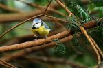 DSC_7772k.jpg