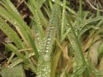 IMAGE00022.jpg
