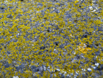 P1020717.png