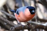 DSC_7818a.jpg