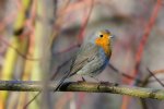 DSC_7911a.jpg