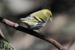 DSC_8003a.jpg