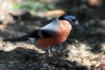 DSC_8038a.jpg