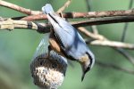 DSC_8042a.jpg