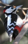 DSC_8141ab.jpg