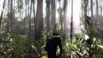 Crysis-Vanity-04.jpg