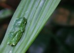 Tansanischer Laubfrosch.jpg