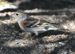 DSC_8152.jpg