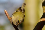 WintergoldhÃ¤hnchen.jpg