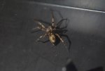Spider.jpg
