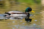 DSC_9336k.jpg