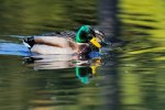 DSC_9410k.jpg