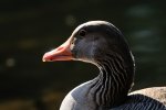 DSC_9434k.jpg