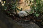 lost_snailhouse.jpg