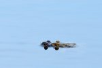 DSC_6091k.jpg